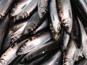 photo of Pacific herring