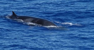 Japanese whalers have killed an estimated 10,000 minke and other whales in the Southern Ocean off Antarctica since a worldwide moratorium on commercial whaling was issued in 1986. Photo courtesy of NOAA. 