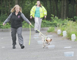 Crush the poop-smelling dog leads handler Aryn Hervel to a container that the dog identified as containing evidence of human-sourced effluent. Scott Terrell / Skagit Valley Herald