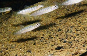 Juvenile Chinook salmon in creek. Credit: Roger Tabor, USFWS. (CC BY 2.0)