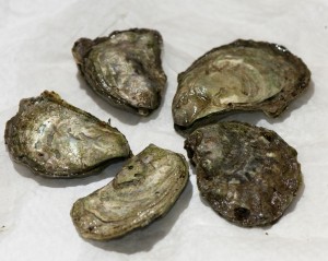 Olympia oysters. Photo: VIUDeepBay (CC BY 2.0) https://www.flickr.com/photos/viucsr/5778358466