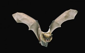 BIG BROWN BAT (Eptesicus fuscus), IN FLIGHT AT NIGHT, ROGUE RIVER NATIONAL FOREST, OREGON