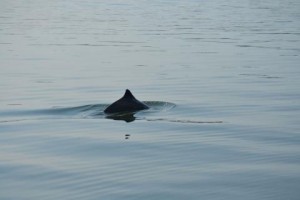 Harbor porpoise surfacing. Photo: Erin D'Agnese, WDFW