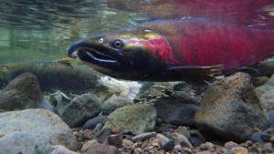 Spawning salmon. FLICKR PHOTO/BLM OREGON (CC BY 2.0)/HTTP://BIT.LY/1IB9A9C