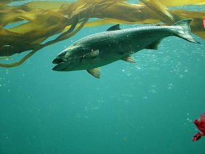Chinook salmon. Photo courtesy of NOAA.