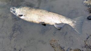 A dying female coho salmon in the Lower Duwamish spotted by Puget Soundkeeper volunteers in October 2017. Photo: Kathy Peter