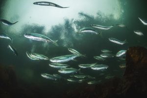 Salish Sea Herring Assessment and Conservation