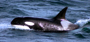 A Southern Resident Killer Whale. Photo courtesy of NOAA.