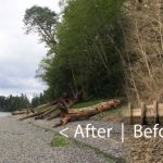 Before and after composite view at the site of a 2013 bulkhead-removal project on the shore of Penrose Point State Park in Pierce County. Composite: Kris Symer, PSI; original photos: Kristin Williamson, South Puget Sound Salmon Enhancement Group