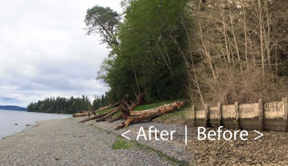 Before and after composite view at the site of a 2013 bulkhead-removal project on the shore of Penrose Point State Park in Pierce County. Composite: Kris Symer, PSI; original photos: Kristin Williamson, South Puget Sound Salmon Enhancement Group
