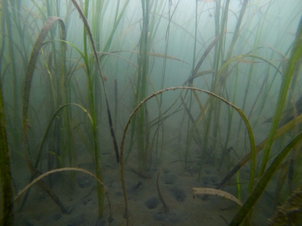 An eelgrass bed in Puget Sound. Photo courtesy of Oregon State University.