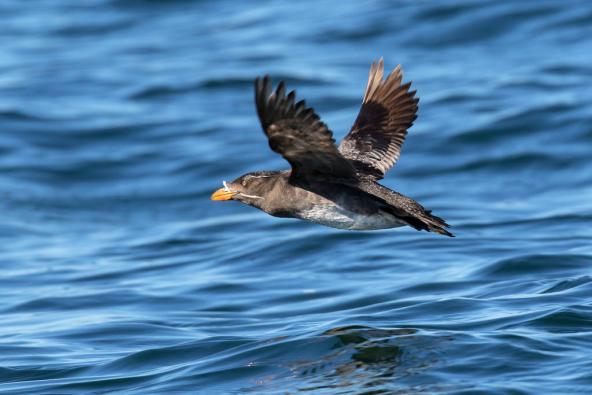 Breeding adult Rhinoceros Auklet flying low above the water. San Juan Islands, WA - July, 2016. Photo: Mick Thompson (CC BY-NC 2.0) https://www.flickr.com/photos/mickthompson/28777858956