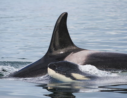 Killer whale with calf. Photo courtesy of NOAA.