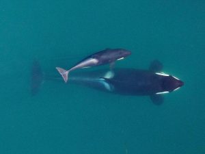 Mother and calf (J50). Photo: NOAA Fisheries, Vancouver Aquarium under NMFS research permit and FAA flight authorization.