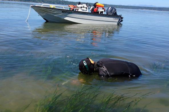 Jeff Gaeckle measures the length of the eelgrass blades as part of a monitoring project near Joemma Beach State Park in South Puget Sound. Photo: Chris Dunagan