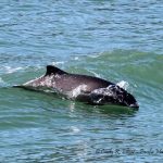 A harbor porpoise surfing in a boat wake in Burrows Pass, off Fidalgo Island, WA. Photo: Copyright Cindy R. Elliser, Pacific Mammal Research http://pacmam.org/