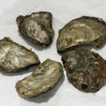 Olympia oysters. Photo: VIUDeepBay (CC BY 2.0) https://www.flickr.com/photos/viucsr/5778358466