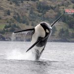 A southern resident killer whale breaches in Puget Sound. Photo courtesy of NOAA.