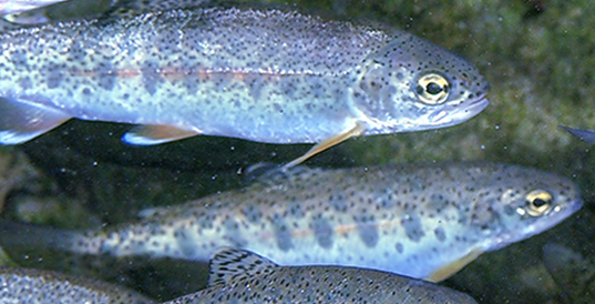 Salmon smolts. Photo courtesy of Governor's Salmon Recovery Office