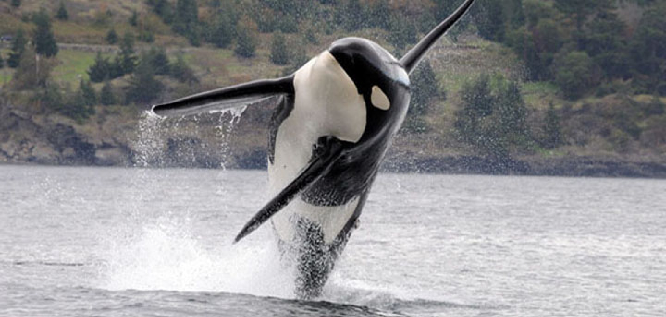 An endangered southern resident orca leaps out of the water in Puget Sound. Photo courtesy of NOAA.