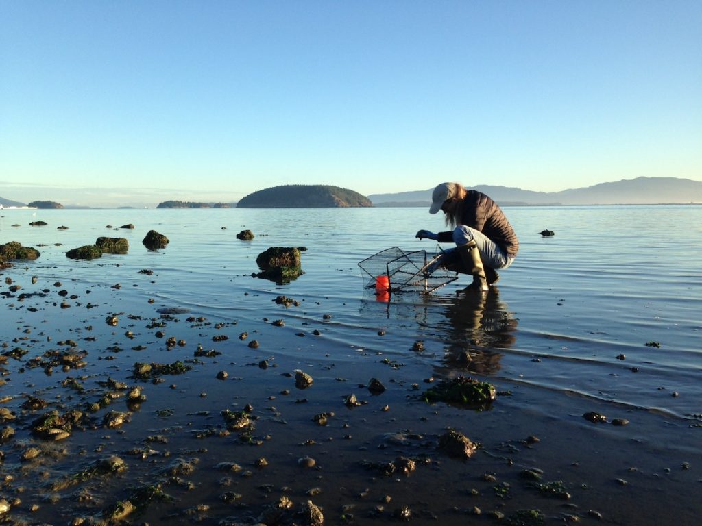Sharon Riggs from Padilla Bay National Estuarine Research Reserve sets a Fukui trap to monitor European green crabs. Photo: Emily Grason/WSG