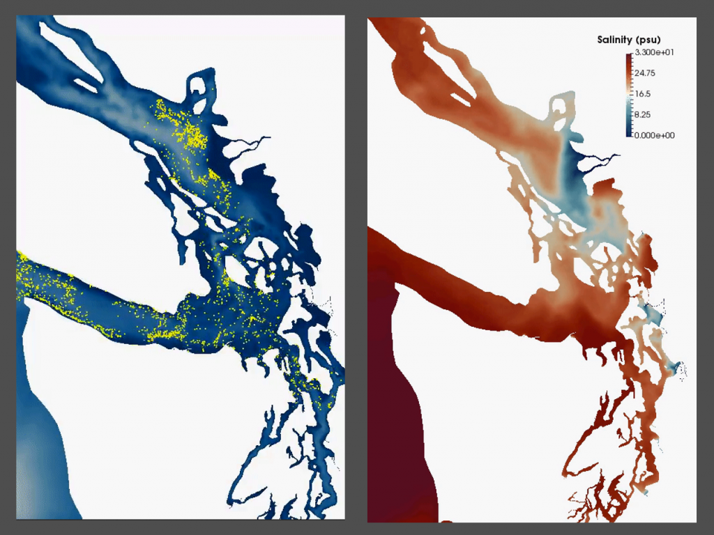 Maps generated from the Salish Sea Model showing surface layer transport in the Northwest Straits (left) and sea surface salinity (right). Images: Pacific Northwest National Laboratory