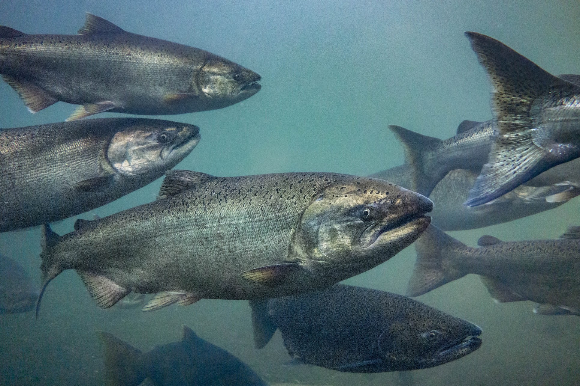 Several Chinook salmon swim together underwater.