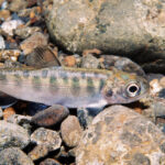 A recently funded study at the Puget Sound Institute will look at the impacts of emerging contaminants on juvenile Chinook salmon. Photo: Roger Tabor/USFWS (CC BY-NC 2.0)
