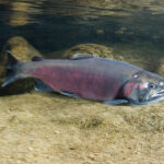 Coho salmon. Photo courtesy of NOAA.