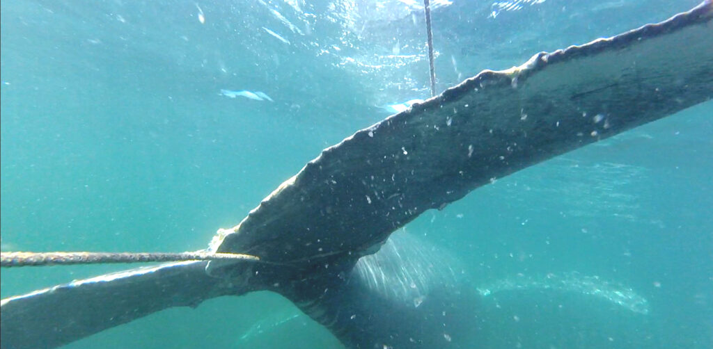 Collected in Partnership with The Whale Museum and Cascadia Research Collective, NOAA Permit #24359
