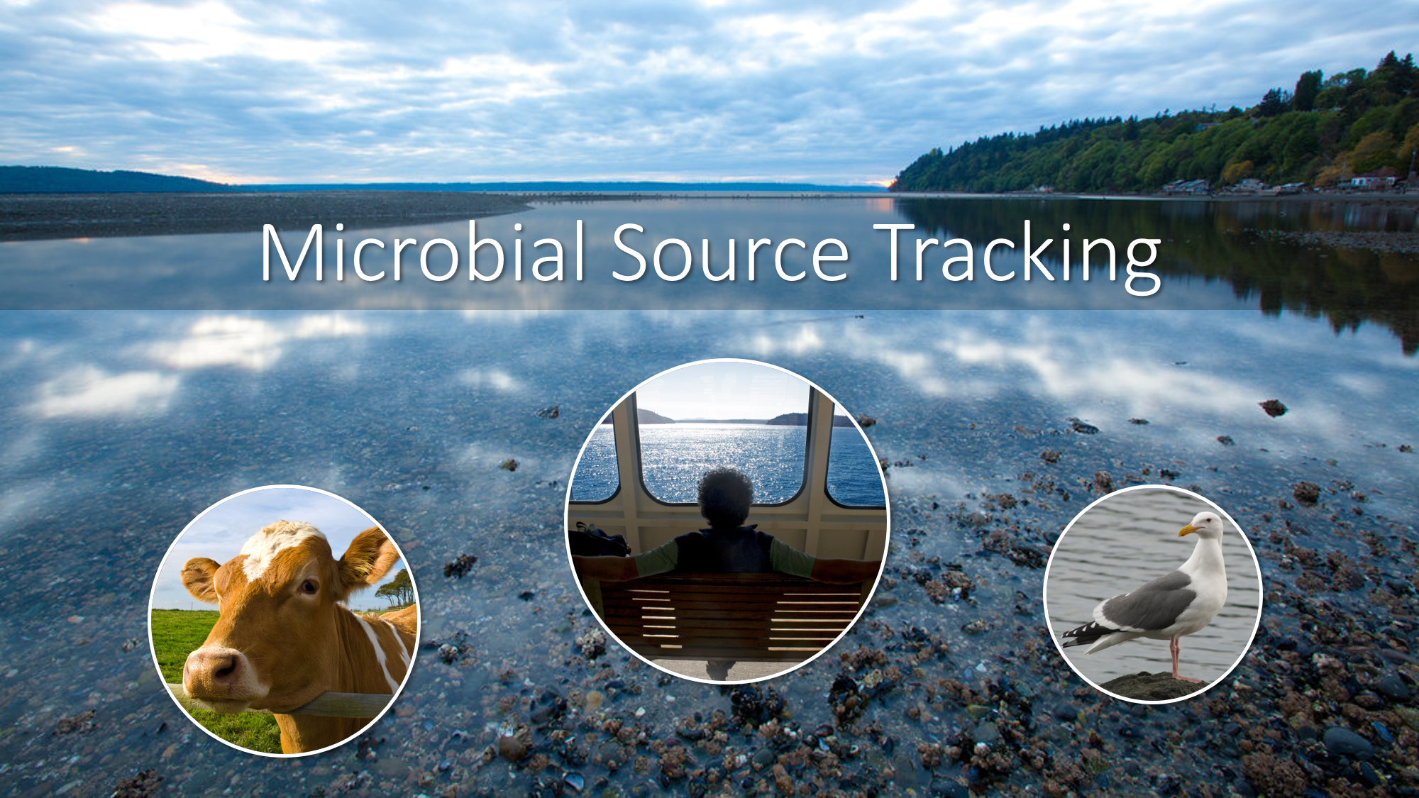 Shoreline view of Puget Sound overlayed with photos of a cow, human, and bird to show potential sources that can be identified by Microbial Source Tracking.