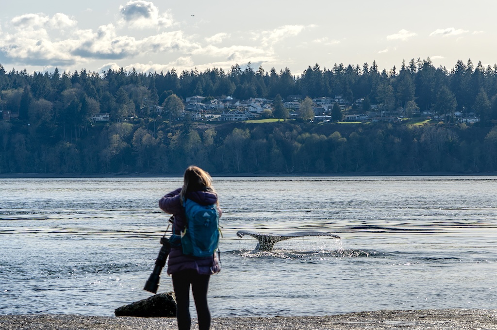 Person photographing a whale's tail fluke as it surfaces in calm water, with forested hills and residential development visible across the bay.