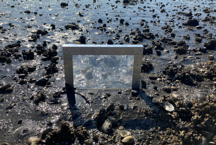 Polyethylene passive sampler that is partially submerged in marine sediments.