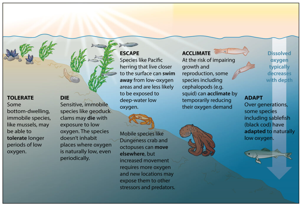 Infographic that describes potential responses species may have to low dissolved oxygen, including.
1. Tolerate: some bottom-dwelling, immobile species, like mussels, may be able to tolerate longer periods of low oxygen.
2. Die: Sensitive, immobile species like geoduck clams may die with exposure to low oxygen. The species doesn't inhabit places where oxygen is naturally low, even periodically.
3. Escape: Species like Pacific herring that live closer to the surface can swim away from low-oxygen areas and are less likely to be exposed to deep-water low oxygen. Mobile species like Dungeness crab and octopuses can move elsewhere, but increased movement requires more oxygen and new locations may expose the to other stressors and predators.
4. Acclimate: At the risk of impairing growth and reproduction, some species including cephalopods (e.g., squid) can acclimate by temporarily reducing their oxygen demand.
5. Adapt: Over generations, some species including sablefish (black cod) have adapted to naturally low oxygen.
As a reminder, dissolved oxygen typically decreases with depth.