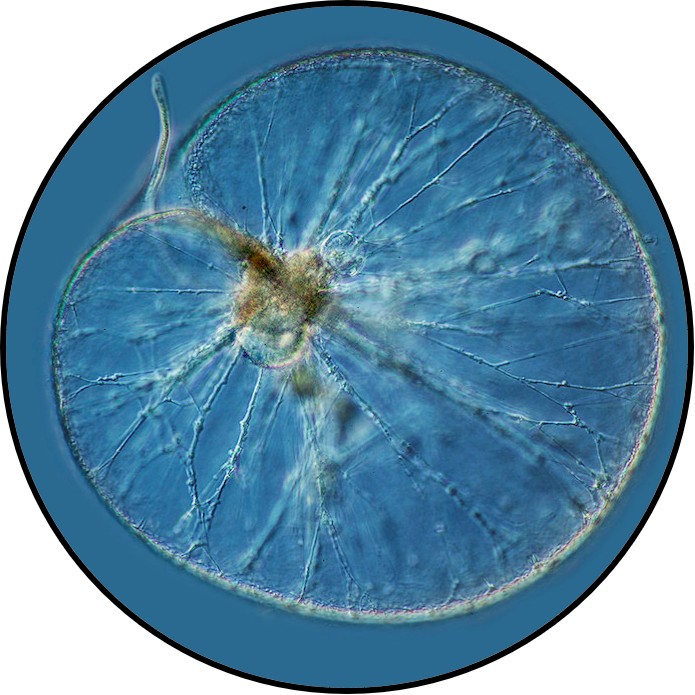 Noctiluca scintillans is a microscopic phytoplankton. It's somewhat round with veining and has a tail-like flagella.