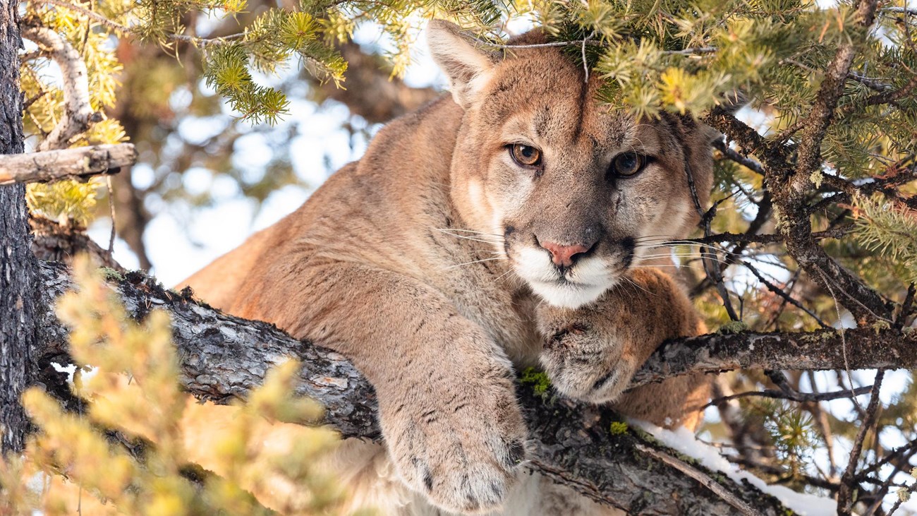 Cougar in tree. Photo courtesy of National Park Service.