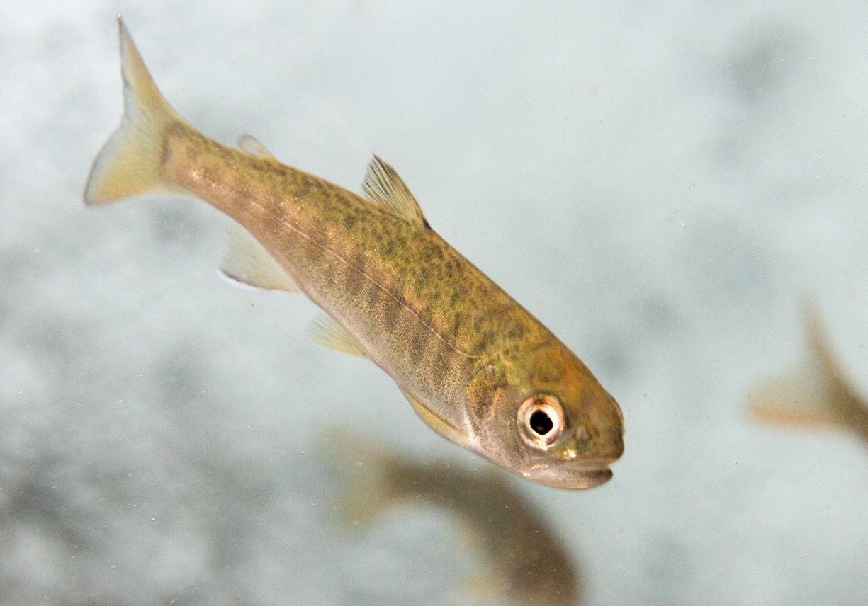 Juvenile coho salmon. Adobe stock image