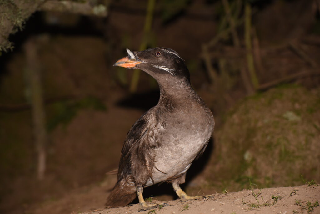 A rhinoceros auklet in profile. 