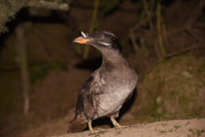 A rhinoceros auklet in profile.