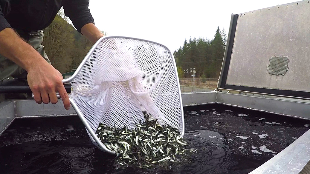 Juvenile salmon are released from a net into a tank.