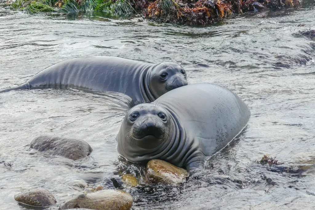 Two weaned elephant seal pups in a tide pool in California. Photo: 
NPS / PRNSA / Aiko Goldston - NMFS Permit No. 27424