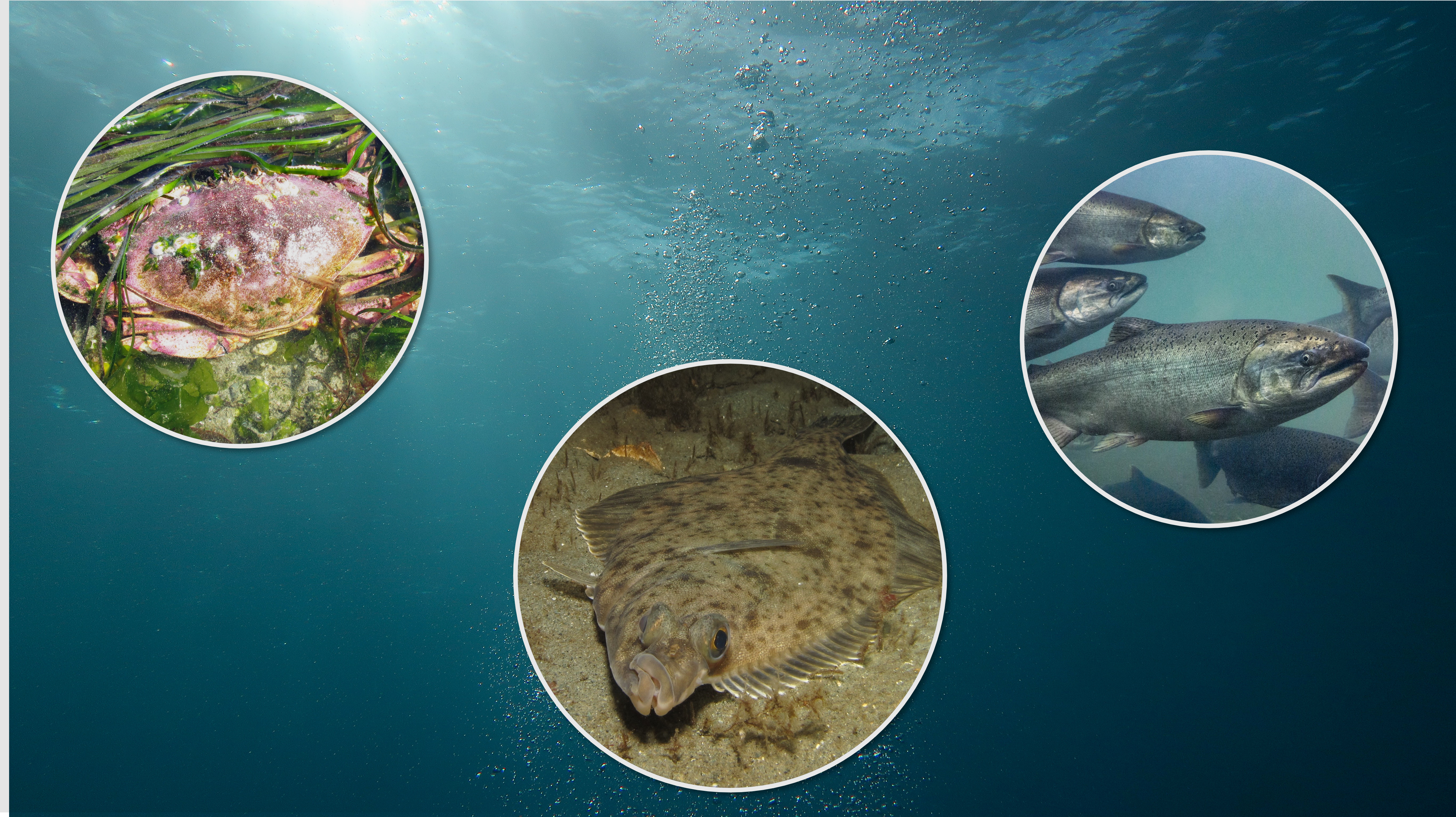 Three callout bubbles against a backdrop of water: 1. A Dungeness crab in shallow water amongst eelgrass 2. An English sole laying on the bottom of Puget Sound 3. A group of Chinook salmon swimming through the water