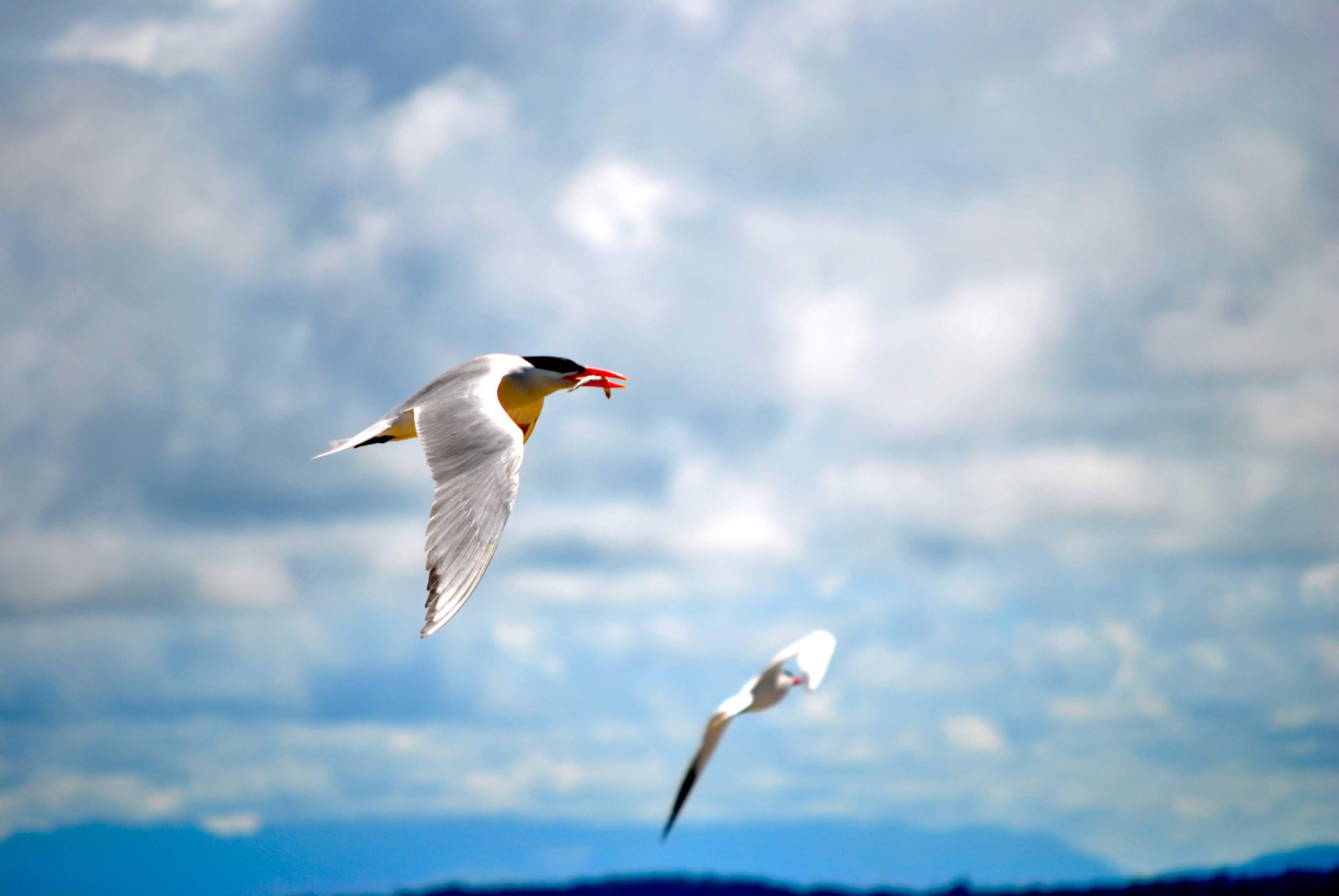 Two common terns flying. One of the birds has a small fish in its mouth.